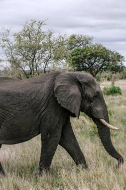Savanadaki fil, yeşil çalılar ve bulutlu gökyüzü