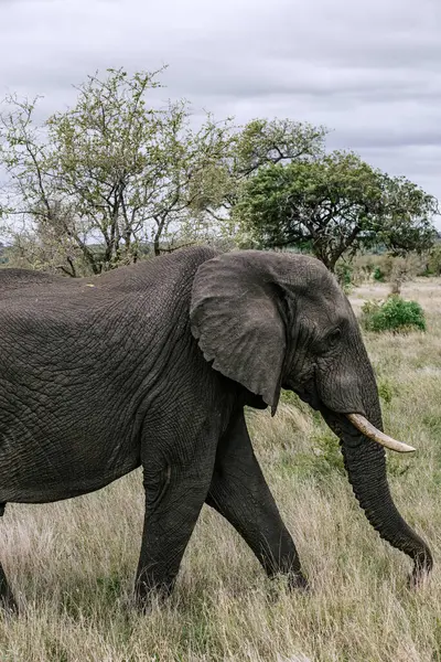 Savanadaki fil, yeşil çalılar ve bulutlu gökyüzü
