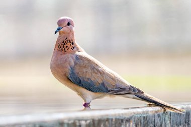 Pembe güvercin, Spilopelia Senegalensis, kuş gülen güvercin yakından.