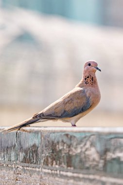 Pembe güvercin, Spilopelia Senegalensis, kuş gülen güvercin yakından.
