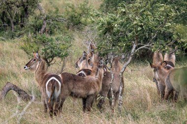 Afrika bozkırlarında bir grup su sıçanı kadın. Kruger Ulusal Parkı, Güney Afrika