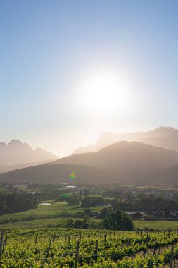 Şarap çiftliği. Gün batımında dağlarla birlikte üzüm bağı manzarası. Stellenbosch, Güney Afrika. Asma üzümler sıra sıra.
