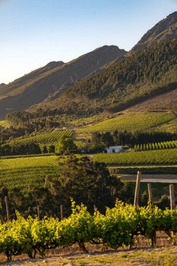 Şarap çiftliği. Gün batımında dağlarla birlikte üzüm bağı manzarası. Stellenbosch, Güney Afrika. Asma üzümler sıra sıra.