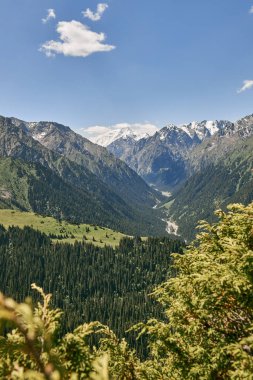 Karakol Boğazı, Yaz Doğal Arazisi. Dağ sırası, yoğun kozalaklı orman ve karla kaplı zirveler. Kırgızistan 'daki Kirgiziya Dağları' na seyahat. Manzara, doğru bakış açısı.