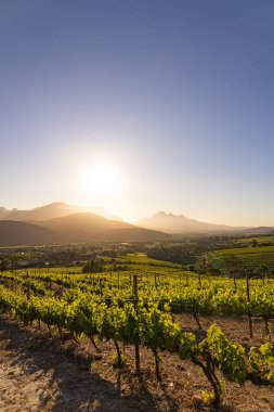 Üzüm bağları, üzüm bağları. Altın saat.