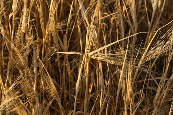 Çavdar ekmeği, altın rengi, yakın plan..