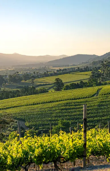 Üzüm bağları, üzüm bağları....