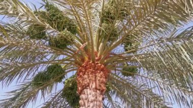 El Madinah, Suudi Arabistan 'da (KSA).