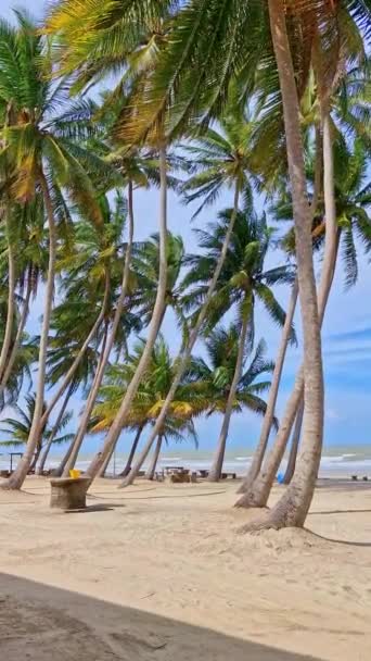 국가에서 해변에 흔들리는 코코넛 야자수 나무의 — 비디오