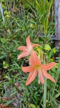 Çizgili Barbados 'un dikey statik görüntüsü. Rüzgarlı bir günde hafifçe akan şeftali rengi..