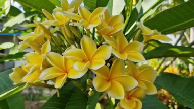 Parlak sarı frangipani (plumeria) tropikal çiçeklerin üzerinde tanımlanamayan küçük bir örümceğe yaklaş.