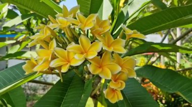 Parlak sarı frangipani (plumeria) tropikal çiçeklerin üzerinde tanımlanamayan küçük bir örümceğe yaklaş.