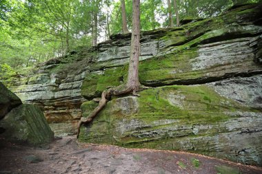 Kayaların arasında büyüyen bir ağaç - Cuyahoga Vadisi Ulusal Parkı, Ohio