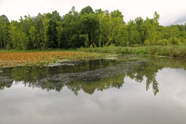 Kunduz Bataklığı - Cuyahoga Vadisi Ulusal Parkı, Ohio