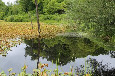 Beaver Marsh - Cuyahoga Vadisi Ulusal Parkı, Ohio