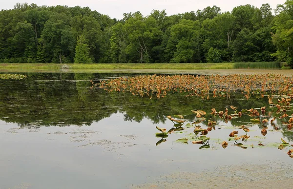 Marsh Beaver Park Narodowy Cuyahoga Valley Ohio — Zdjęcie stockowe