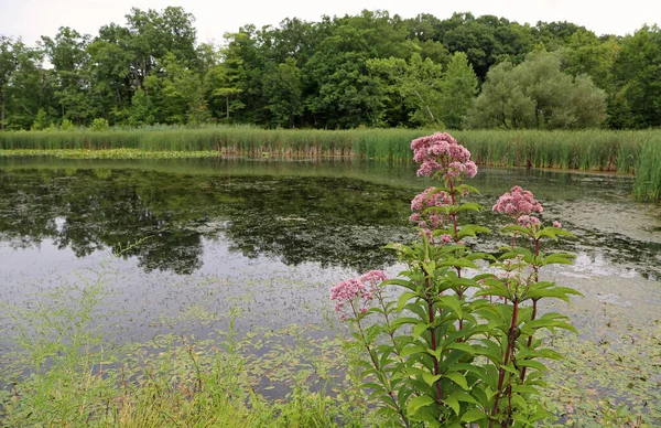 Asclépiade Des Marais Sur Lac Kendall Parc National Cuyahoga Valley — Photo