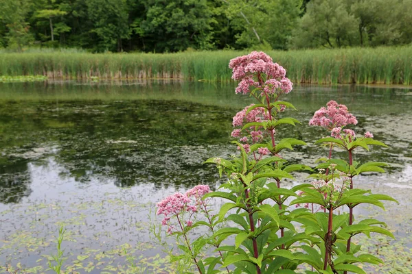 Swamp Milkweed Cuyahoga Valley National Park Ohio Stock Picture