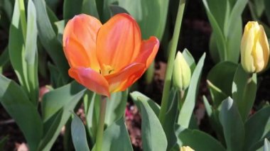 Orange tulip - Fort Worth, Texas