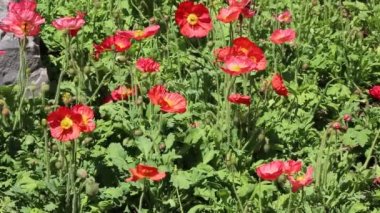 Red poppy - Fort Worth Botanic Garden, Texas