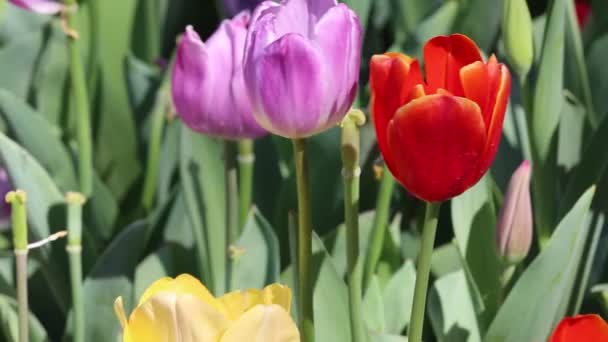 Tulip Flowers Fort Worth Texas — Stockvideo