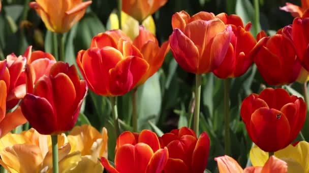 Red Tulip Flowers Fort Worth Botanic Garden Texas — 图库视频影像