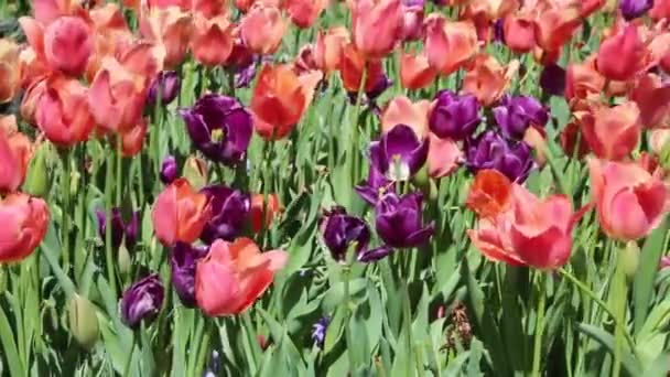 Red Purple Tulip Wind Fort Worth Botanic Garden Texas — Stock Video