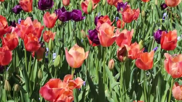 Red Purple Tulip Flowers Fort Worth Botanic Garden Texas — Stock Video