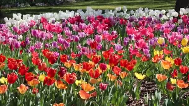 Colorful Tulip Flowers Fort Worth Botanic Garden Texas — Stock Video