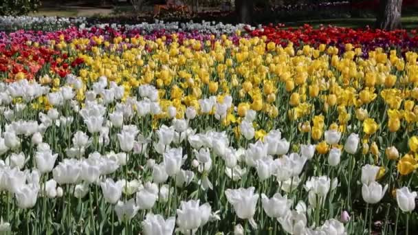 Tulip Flowers Fort Worth Botanic Garden Texas — Stockvideo
