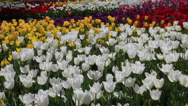 Blooming Tulip Flowers Fort Worth Botanic Garden Texas — Stock Video