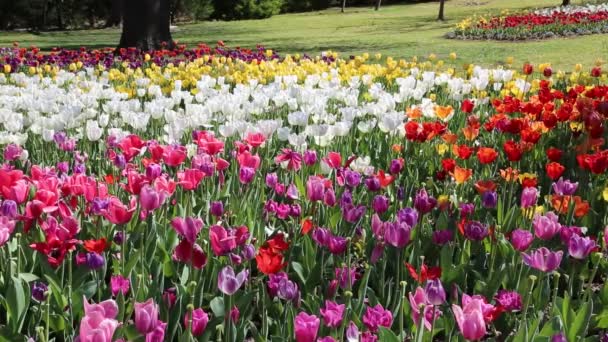 Tulip Garden Fort Worth Botanic Garden Texas — Stock Video