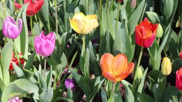 Multicolored Tulip Fort Worth Botanic Garden Texas — Stock Video