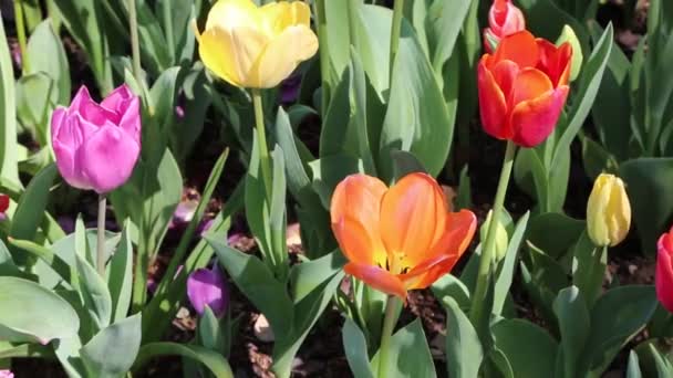 Multicolored Tulip Close Fort Worth Botanic Garden Texas — Stock Video