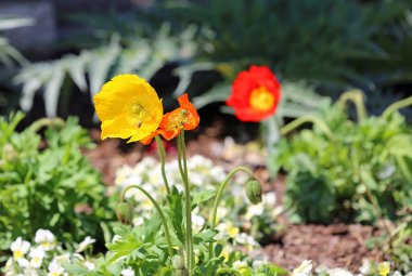 Arılı sarı gelincik çiçeği - Fort Worth Botanik Bahçesi, Teksas