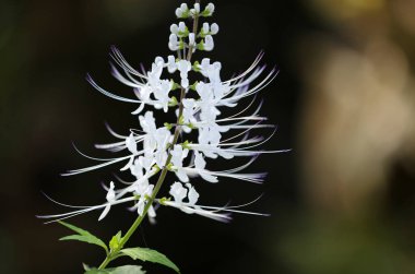 Beyaz Kedi Bıyıkları Çiçeği - Fort Worth Botanik Bahçesi, Teksas