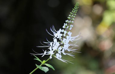 Kedi Bıyığı Çiçeği - Fort Worth Botanik Bahçesi, Teksas
