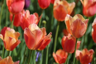 Turuncu lale yakın - Fort Worth Botanik Bahçesi, Teksas