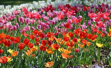 Lalelerin gökkuşağı - Fort Worth Botanik Bahçesi, Teksas