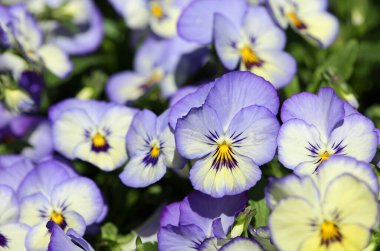 Mavi beyaz nonoş çiçekleri - Fort Worth Botanik Bahçesi, Teksas