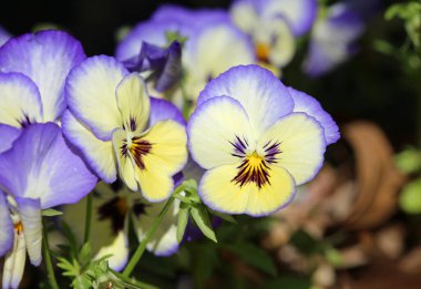 Beyaz mavi nonoş çiçekleri, Fort Worth Botanik Bahçesi, Teksas
