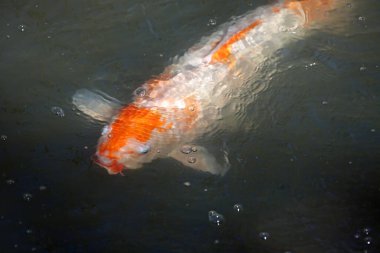 Renkli Koi balığı - Fort Worth Botanik Bahçesi, Teksas