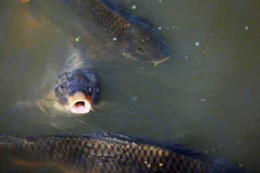 Koi Balığı - Fort Worth Botanik Bahçesi, Teksas