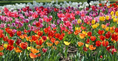 Çok renkli laleler - Fort Worth Botanik Bahçesi, Teksas