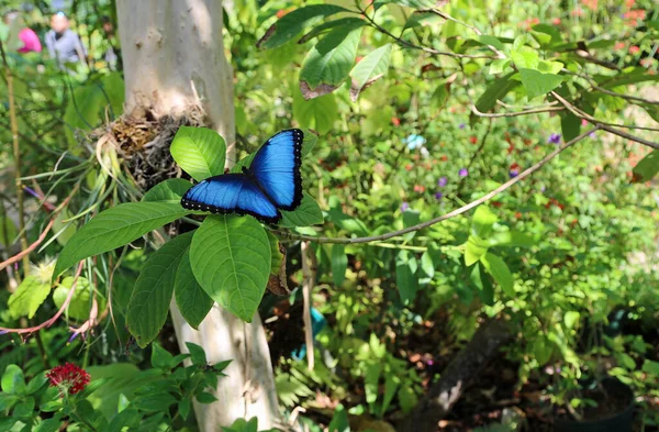 Morpho blue butterfly on the tree - Fort Worth Botanic Garden, Texas