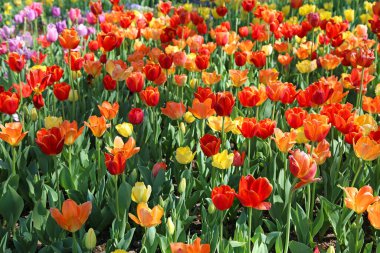 Kırmızı, turuncu ve sarı laleler - Fort Worth Botanik Bahçesi, Teksas