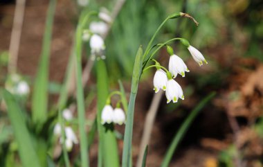Kar lotusu - Fort Worth Botanik Bahçesi, Teksas