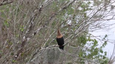 Karabatak - Büyük Kıbrıs Ulusal Koruması, Florida