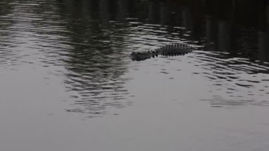 Sudaki Timsah - Büyük Kıbrıs Ulusal Koruması, Florida