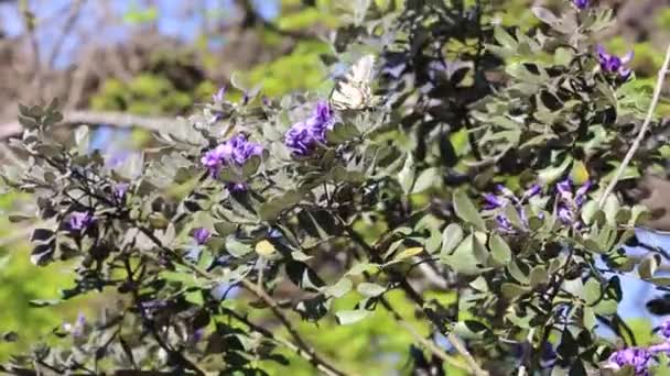 Swallowtail Butterfly Tree Texas — Stock Video